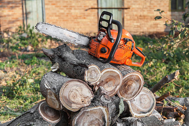 Best Tree Stump Removal  in Concordia, MO